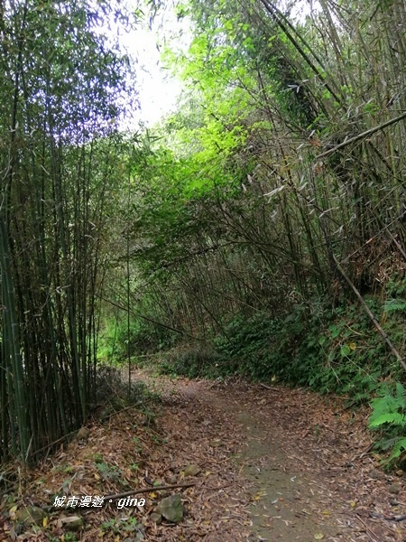 【苗栗大湖】台灣百大必訪步道。 No37小百岳馬那邦山