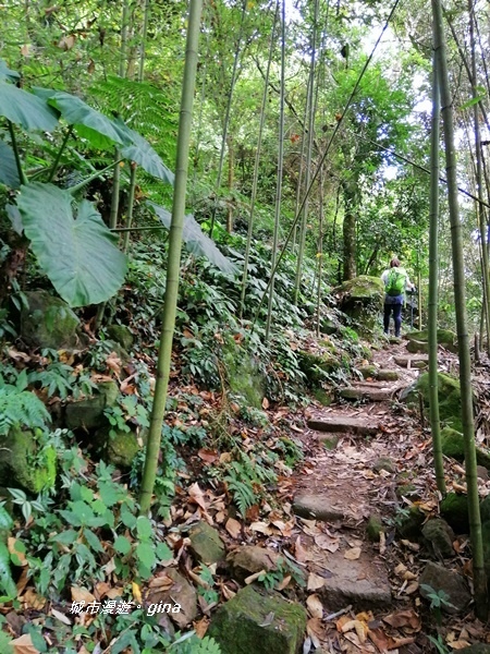 【苗栗大湖】台灣百大必訪步道。 No37小百岳馬那邦山