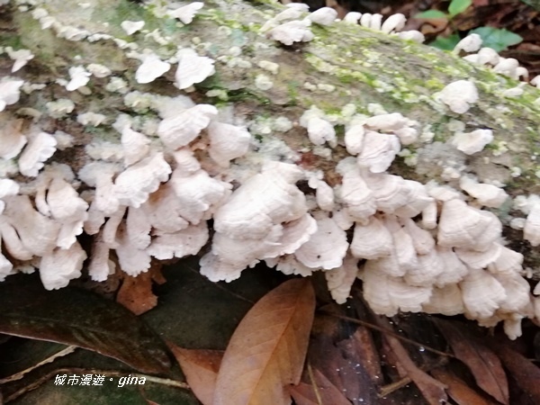 IMG_20201009_104505.jpg IMG_20201009_104505.jpg