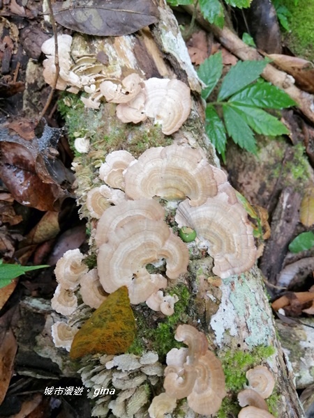 IMG_20201009_110328.jpg IMG_20201009_110328.jpg