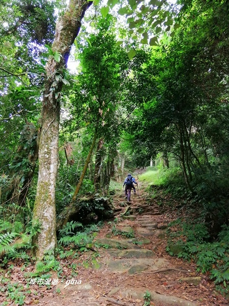 【苗栗大湖】台灣百大必訪步道。 No37小百岳馬那邦山