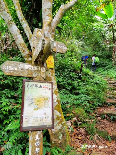 【苗栗大湖】台灣百大必訪步道。 No37小百岳馬那邦山