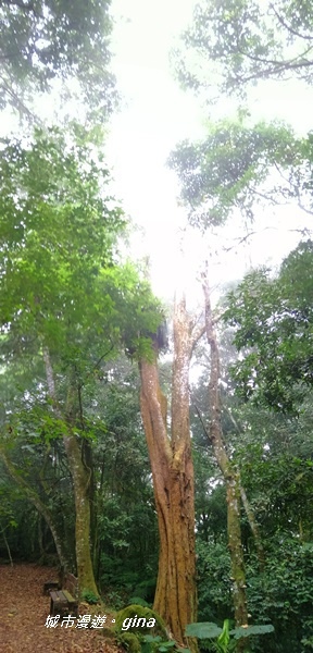 IMG_20201009_110727.jpg IMG_20201009_110727.jpg