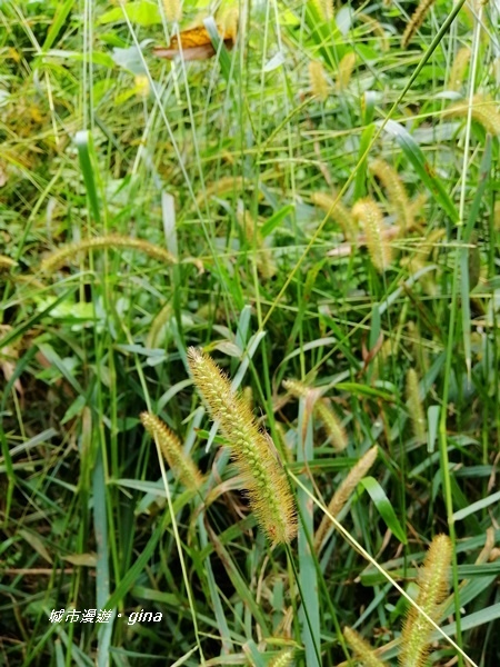 IMG_20201009_111519.jpg IMG_20201009_111519.jpg