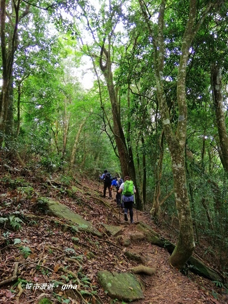 【苗栗大湖】台灣百大必訪步道。 No37小百岳馬那邦山