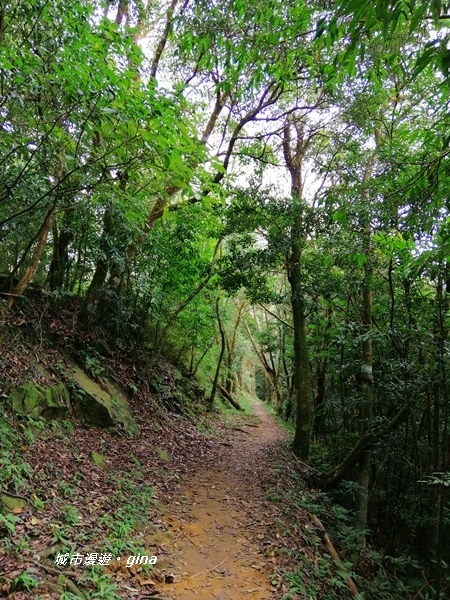 【苗栗大湖】台灣百大必訪步道。 No37小百岳馬那邦山