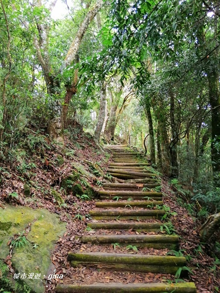 【苗栗大湖】台灣百大必訪步道。 No37小百岳馬那邦山