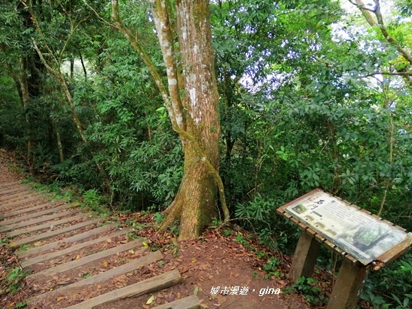 【苗栗大湖】台灣百大必訪步道。 No37小百岳馬那邦山