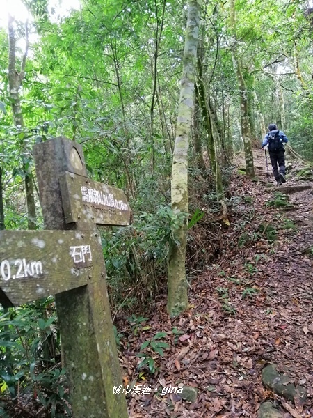 【苗栗大湖】台灣百大必訪步道。 No37小百岳馬那邦山