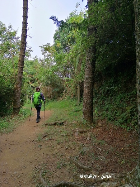 【苗栗大湖】台灣百大必訪步道。 No37小百岳馬那邦山