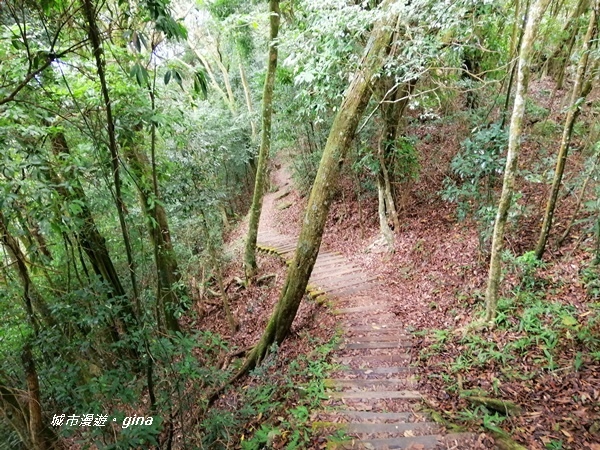 【苗栗大湖】台灣百大必訪步道。 No37小百岳馬那邦山