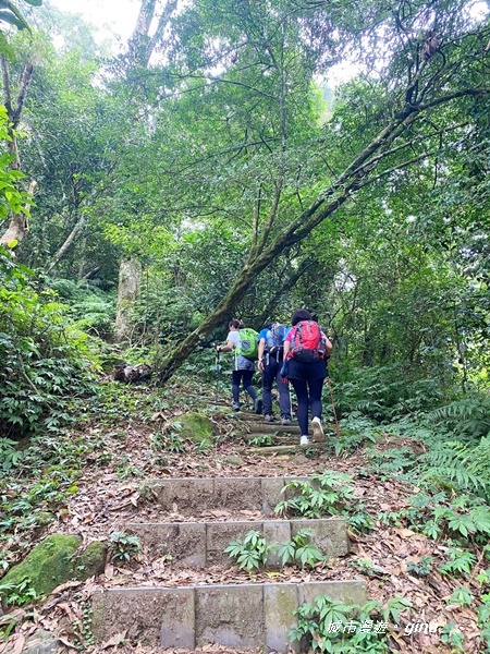 【苗栗大湖】台灣百大必訪步道。 No37小百岳馬那邦山