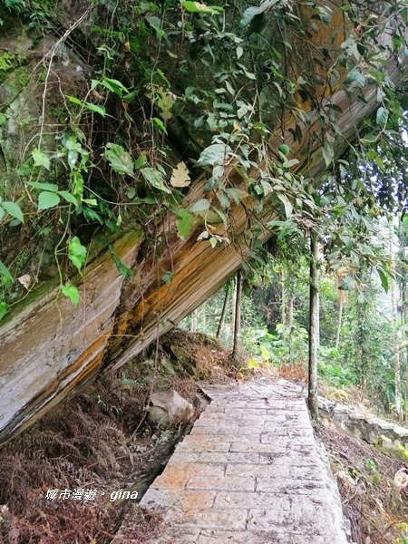 【雲林古坑】山間小旅行。草嶺風景區~同心吊橋x同心瀑布x連珠