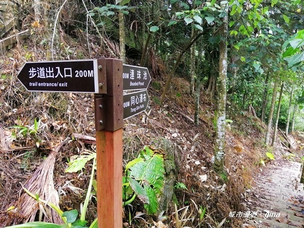 【雲林古坑】山間小旅行。草嶺風景區~同心吊橋x同心瀑布x連珠