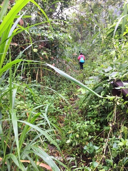 【雲林古坑】山間小旅行。草嶺風景區~同心吊橋x同心瀑布x連珠