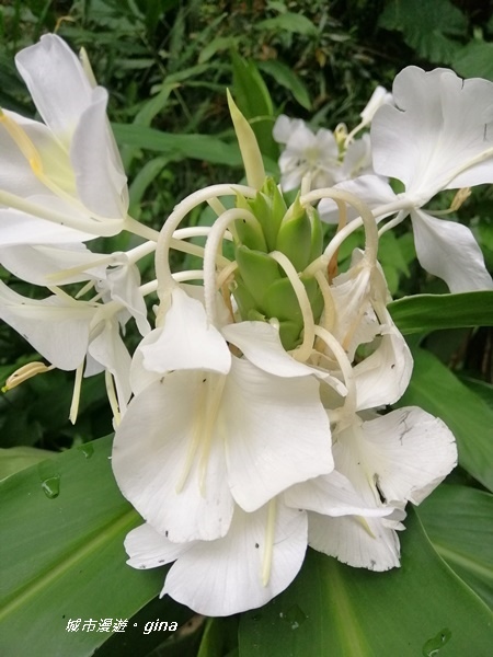 【雲林古坑】山間小旅行。草嶺風景區~蓬萊瀑布步道