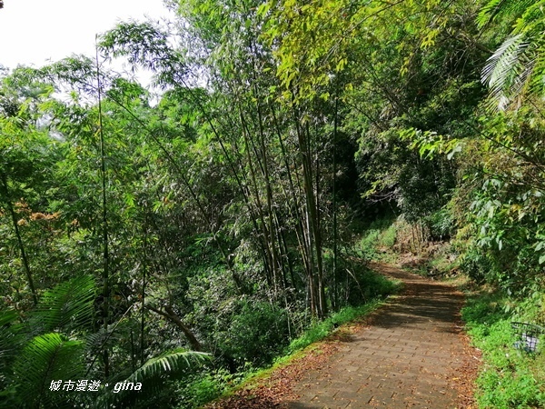 【雲林古坑】山間小旅行。草嶺風景區~蓬萊瀑布步道