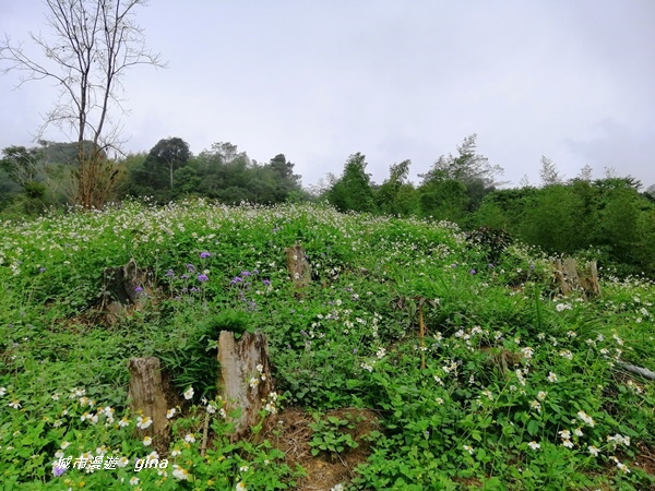 【雲林古坑】山間小旅行。草嶺風景區~石壁遊龍湖步道