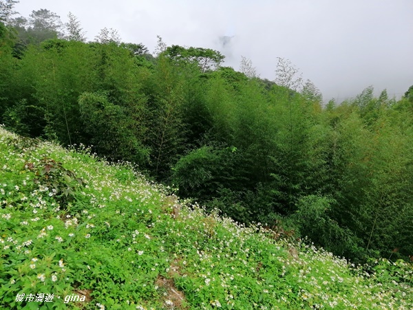 【雲林古坑】山間小旅行。草嶺風景區~石壁遊龍湖步道