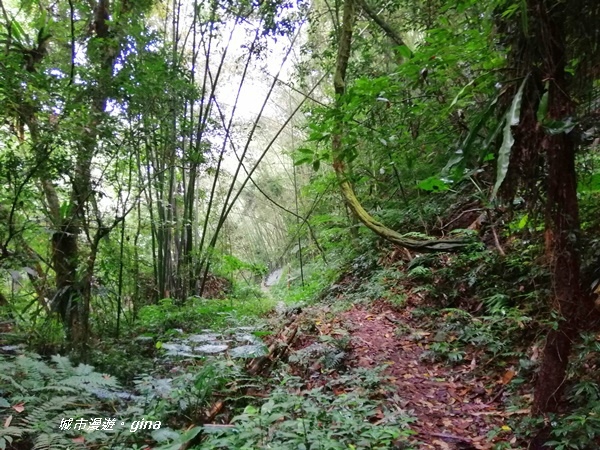 【雲林古坑】山間小旅行。草嶺風景區~石壁遊龍湖步道