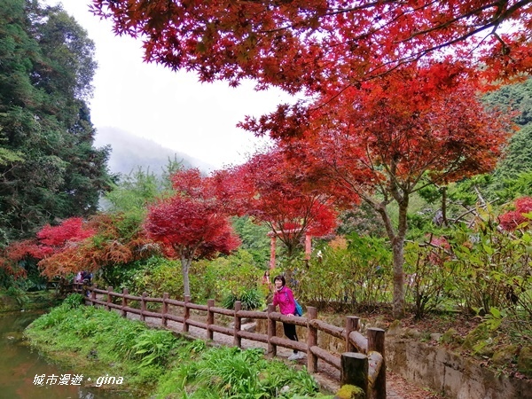 【南投竹山】杉林溪森林生態園區~黃金水杉林x深秋楓紅相爭豔