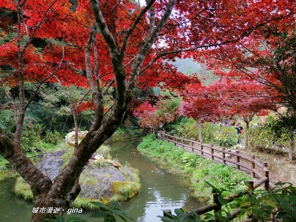 【南投竹山】杉林溪森林生態園區~黃金水杉林x深秋楓紅相爭豔