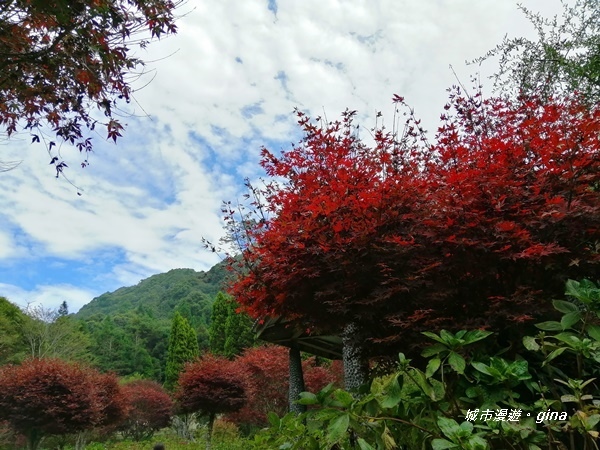 【南投竹山】杉林溪森林生態園區~黃金水杉林x深秋楓紅相爭豔