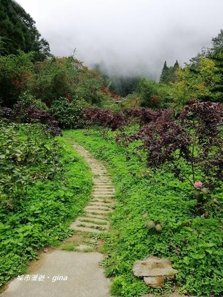 【南投竹山】杉林溪森林生態園區~黃金水杉林x深秋楓紅相爭豔