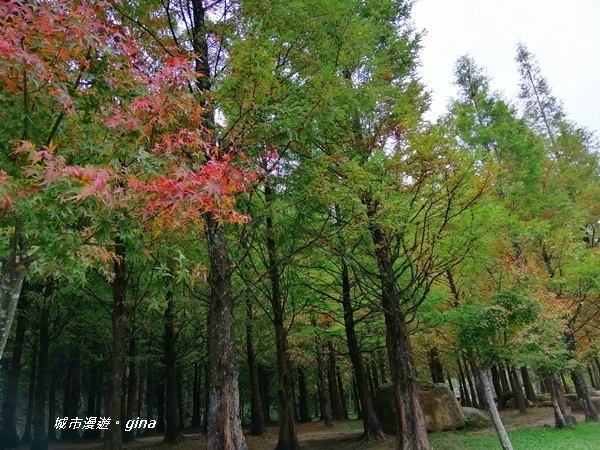 【南投竹山】杉林溪森林生態園區~黃金水杉林x深秋楓紅相爭豔