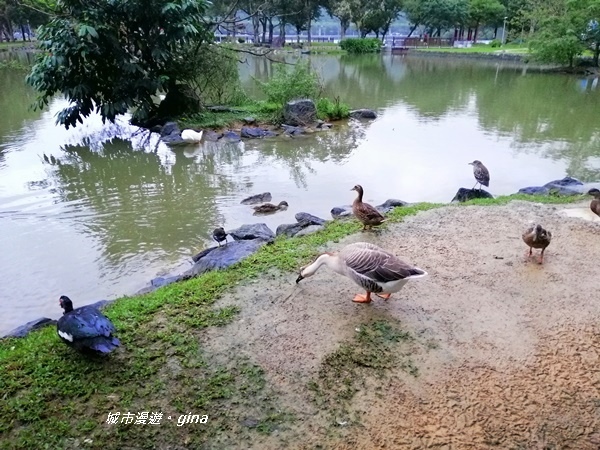 【台北內湖】山光水色。 大湖公園環湖步道