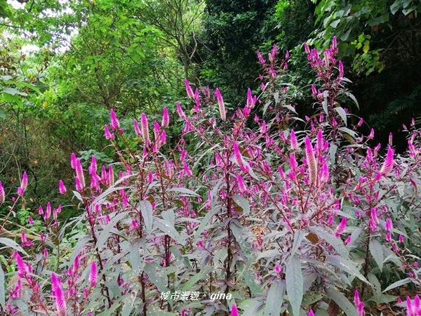 【台中潭子】蒼鬱森林芬多精。 聚興山新田登山步道