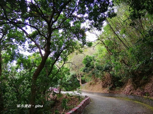 【台中潭子】蒼鬱森林芬多精。 聚興山新田登山步道