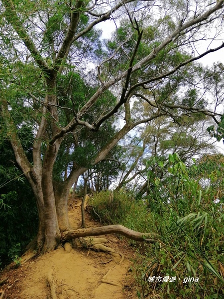 IMG_20201031_121840.jpg IMG_20201031_121840.jpg