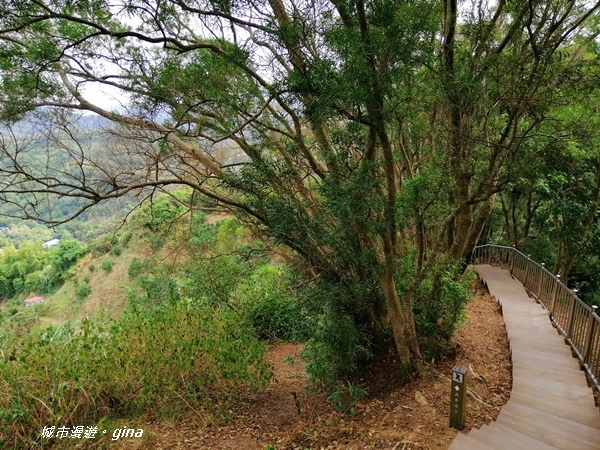 【台中潭子】蒼鬱森林芬多精。 聚興山新田登山步道