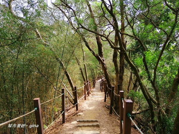 【台中潭子】蒼鬱森林芬多精。 聚興山新田登山步道