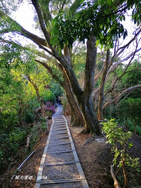 【台中潭子】蒼鬱森林芬多精。 聚興山新田登山步道