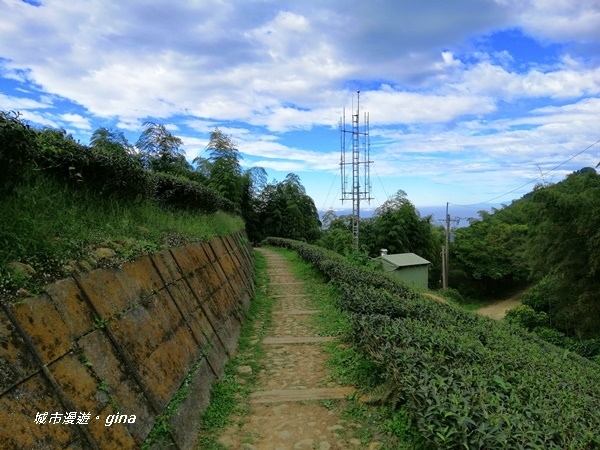 【雲林古坑】雲海茶園潑墨如畫。No56小百岳~雲嘉大尖山