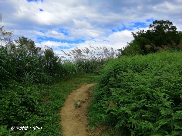 【雲林古坑】雲海茶園潑墨如畫。No56小百岳~雲嘉大尖山