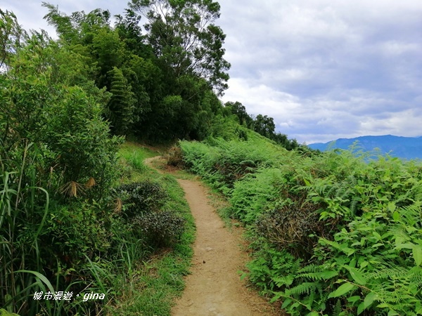 【雲林古坑】雲海茶園潑墨如畫。No56小百岳~雲嘉大尖山