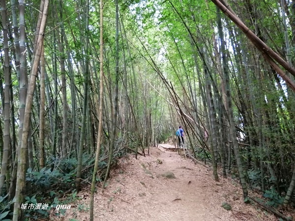 【雲林古坑】雲海茶園潑墨如畫。No56小百岳~雲嘉大尖山