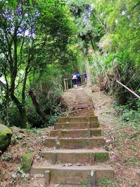 【雲林古坑】雲海茶園潑墨如畫。No56小百岳~雲嘉大尖山