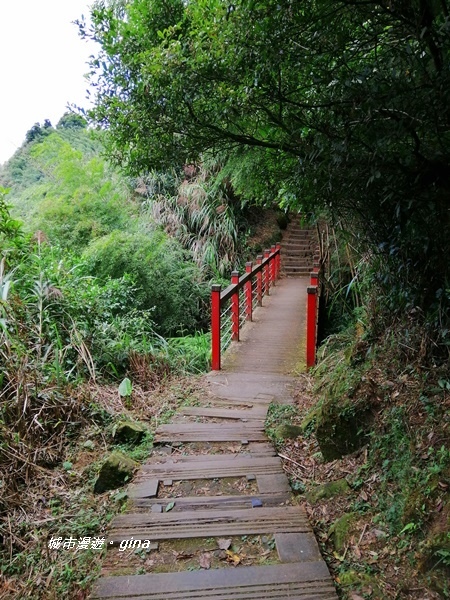 【雲林古坑】雲海茶園潑墨如畫。No56小百岳~雲嘉大尖山