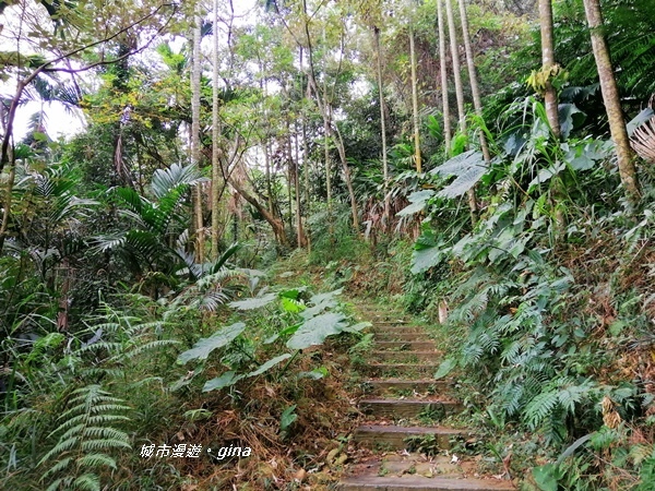 【彰化二水】山林美境尋寶石。 坑內坑森林步道