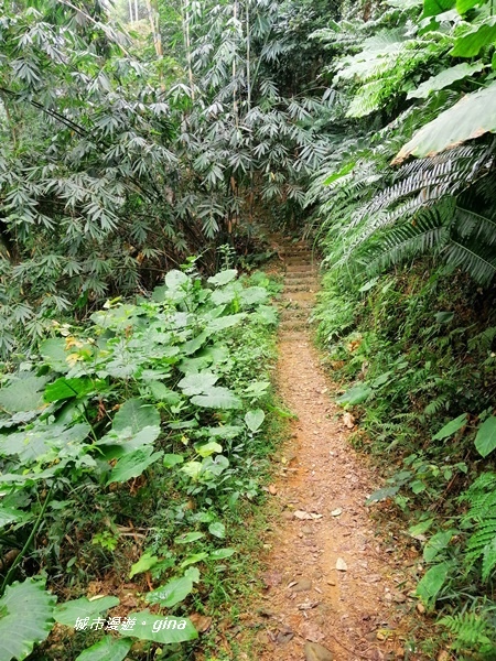 【彰化二水】山林美境尋寶石。 坑內坑森林步道