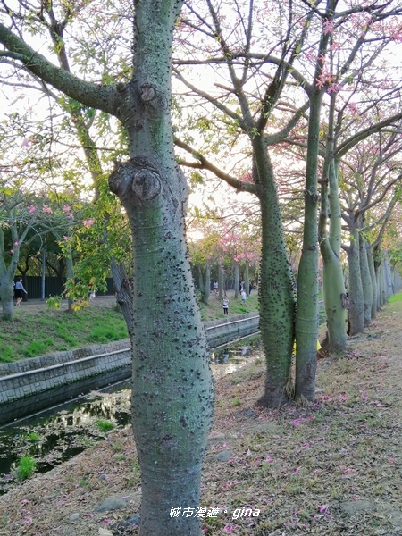 【雲林虎尾】粉嫩登場。 深秋美人展笑顏