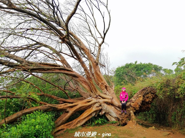 【新竹竹北】台灣百大必訪步道。 鳳崎落日登山步道