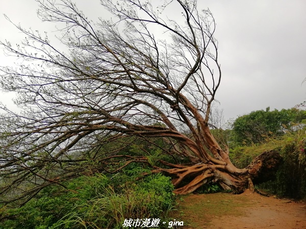 【新竹竹北】台灣百大必訪步道。 鳳崎落日登山步道