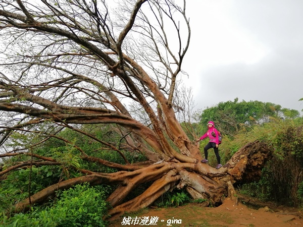 【新竹竹北】台灣百大必訪步道。 鳳崎落日登山步道