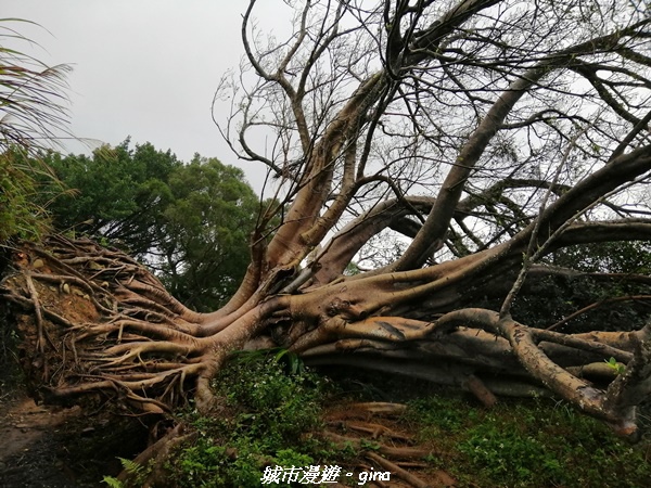 【新竹竹北】台灣百大必訪步道。 鳳崎落日登山步道