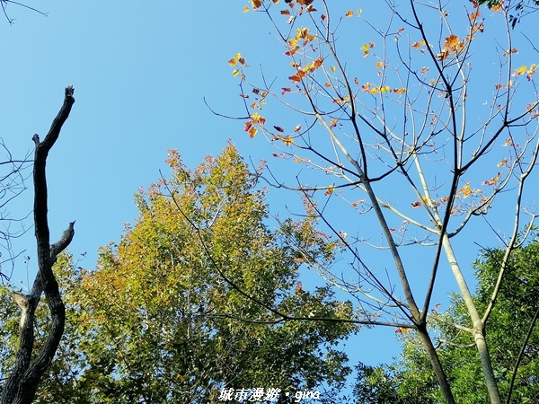 IMG_20210101_150330.jpg IMG_20210101_150330.jpg